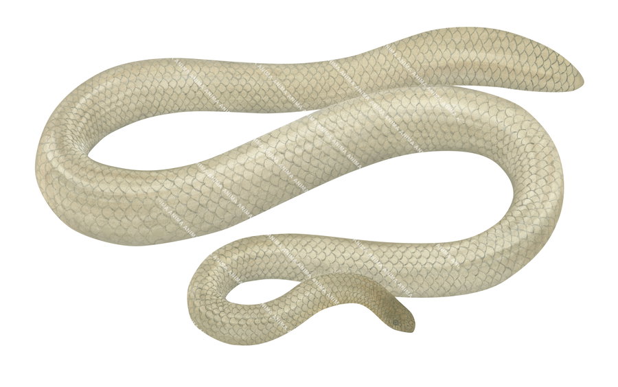 Olive Sea Snake, Pale colour