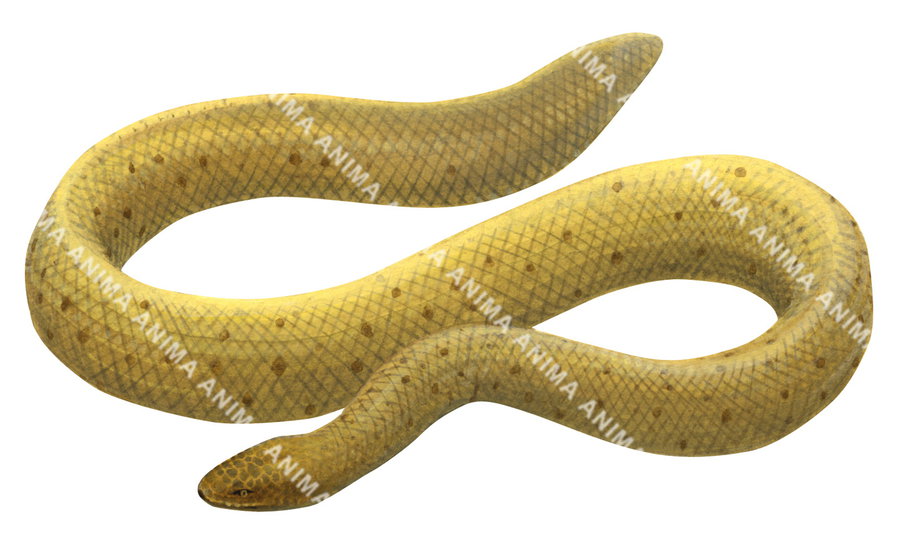 Olive Sea Snake,Yellow colour