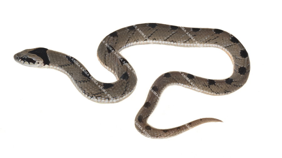 Snouted Night Adder,