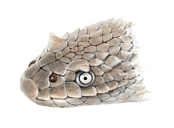 Horned Sea Snake, Head detail