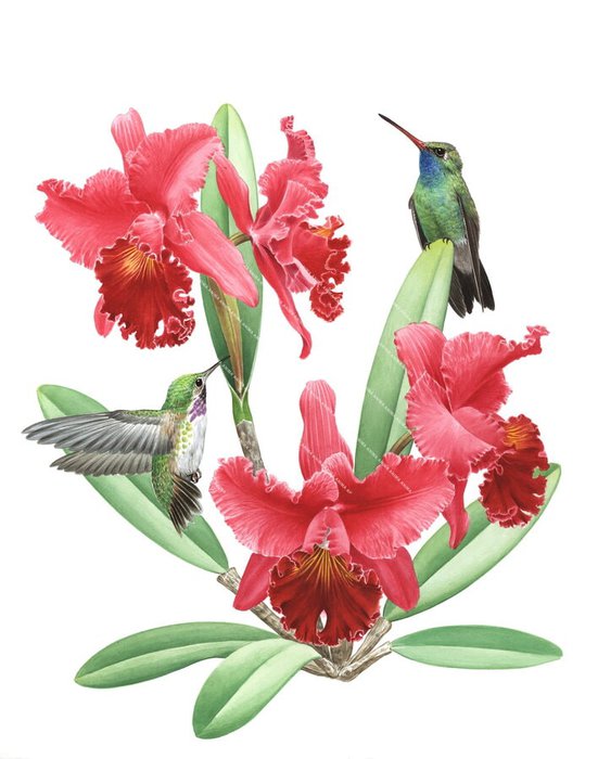 Hummingbirds feeding on Red Orchids