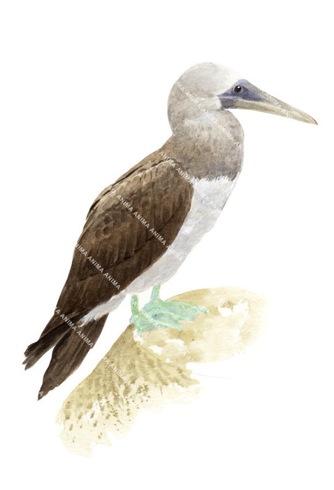 Blue-footed Booby