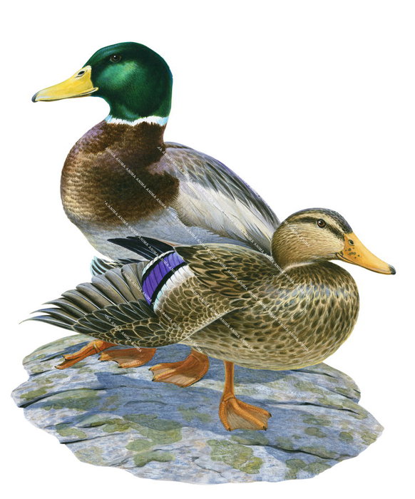 Male and female Mallard Duck