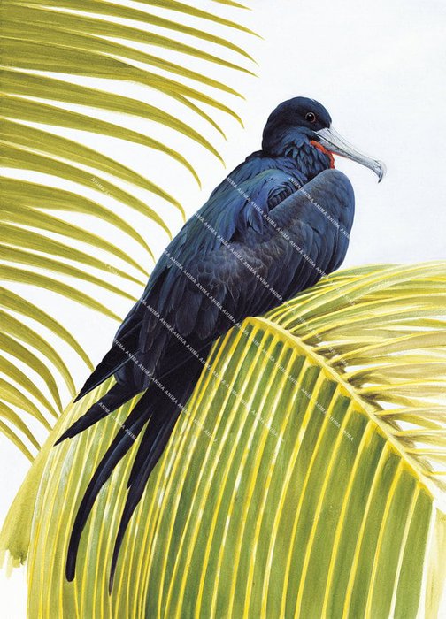 Great Frigatebird on a palm tree