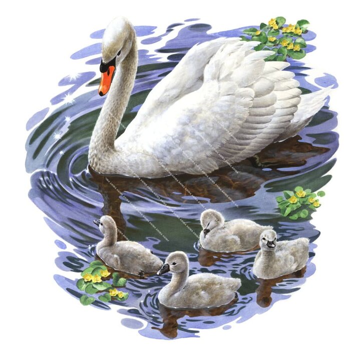 Mute Swan with youngs