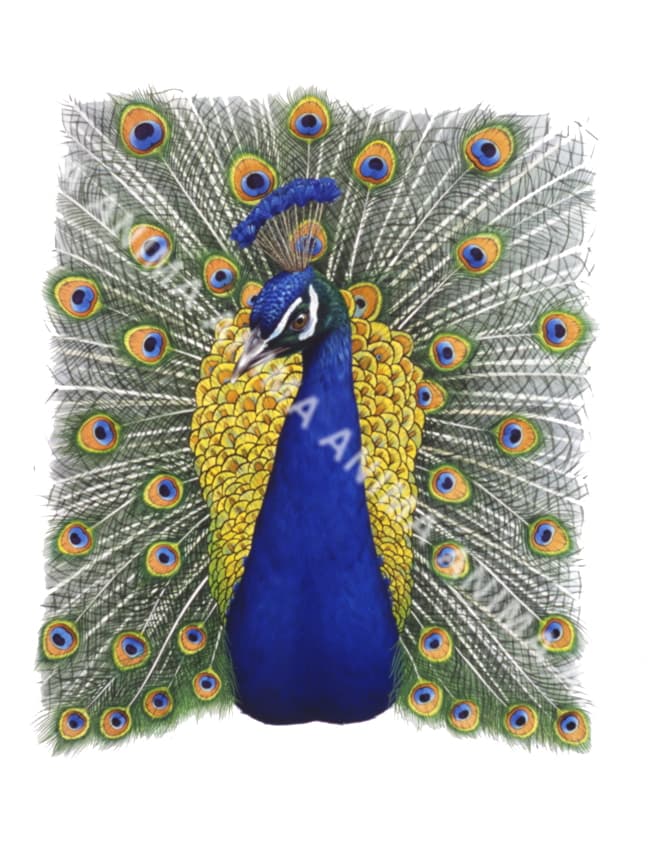 Head detail of a Male Peacock