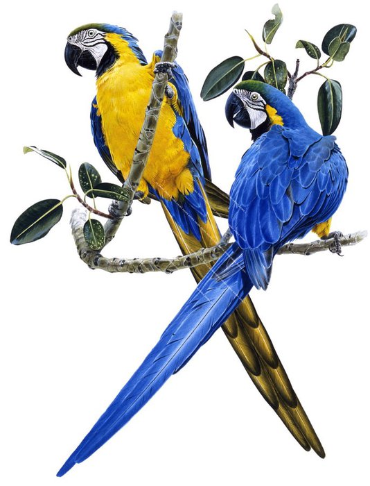 Painting of two Blue and Yellow Macaws perched on a branch. The overall look is realistic, capturing both the elegance and detail of the two birds.