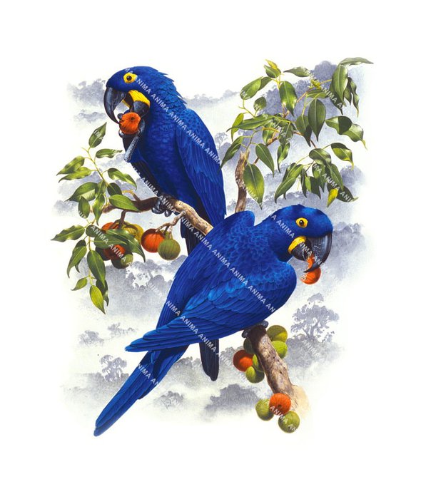 Two Hyacinth Macaws perched on a branch, eating nuts
