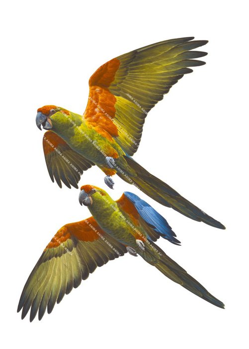 Two Red Fronted Macaws flying