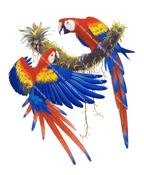Two Scarlet Macaws landing on a branch