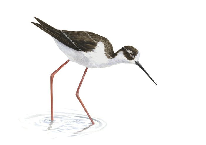 Pied Stilt walking in water