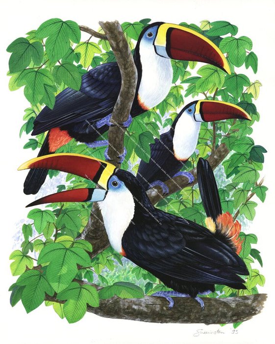 White-fronted Toucan singing in the forest