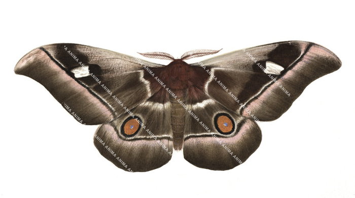 Common Emperor Moth