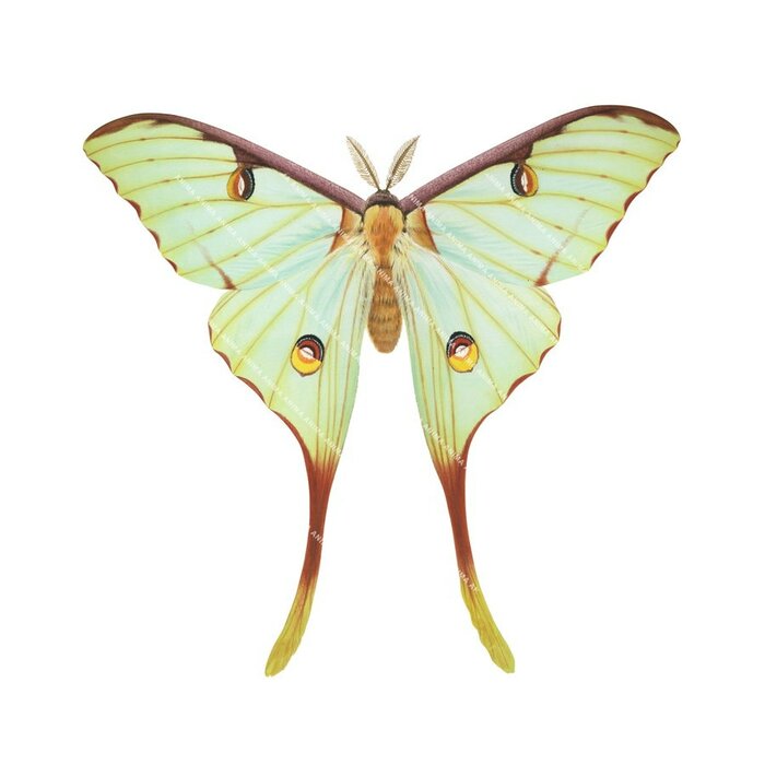 African Moon Moth