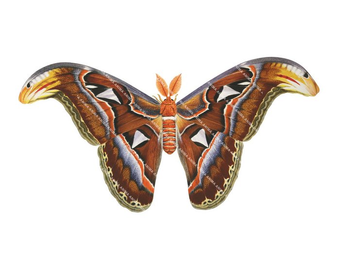 Atlas Moth
