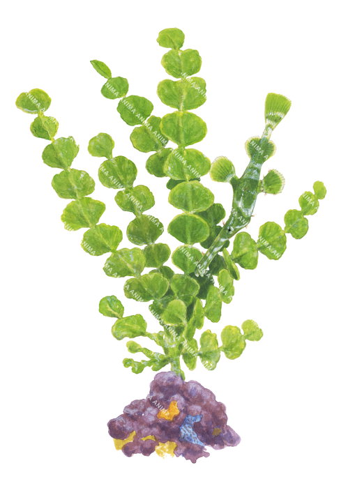 Halimeda Algae with a hidden ghost pipefishes