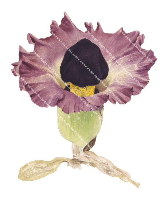 Amorphophallus from Vanuatu