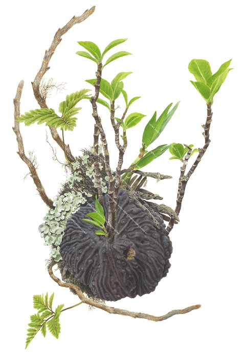 Ant Plant from Vanuatu