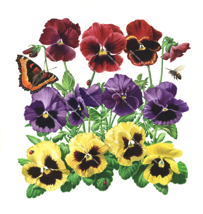 Pansies with butterfly, bee and ladybird