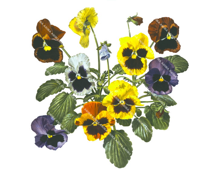 Bouquet of Pansies