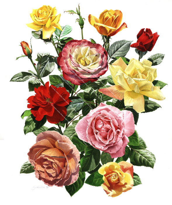 Bouquet of Roses
