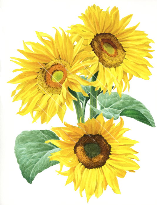 Bouquet of Sunflowers