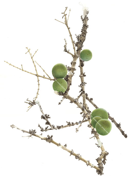 Wild Orange from Mozambique