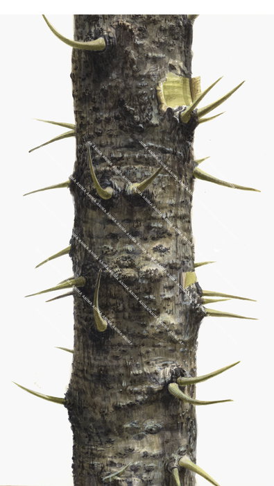 Elephant tree from Mozambique