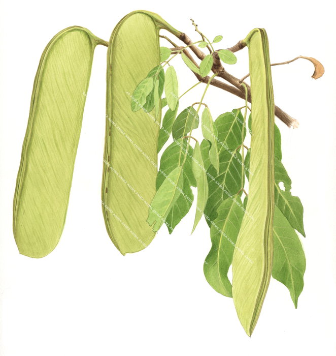 Berlinia from Mozambique