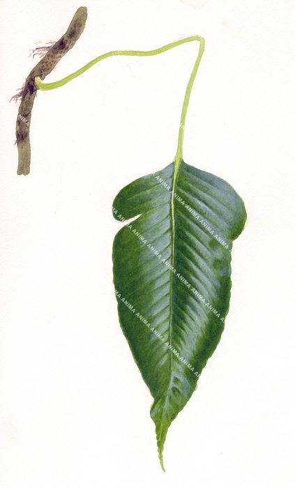 Epiphyte Leaf