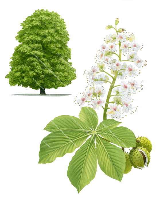 Horse Chestnut, tree in a park, flower and nut details