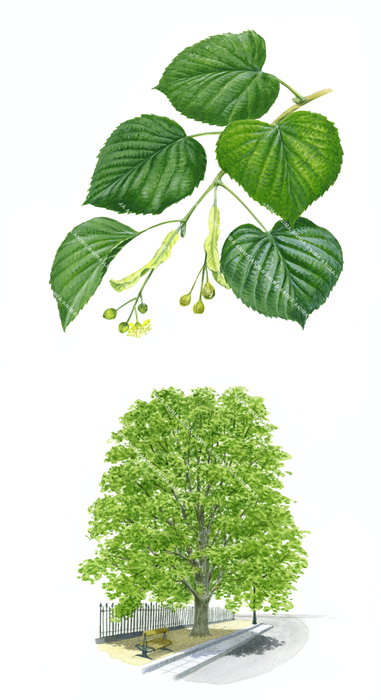 Linden tree in a street and leaf details