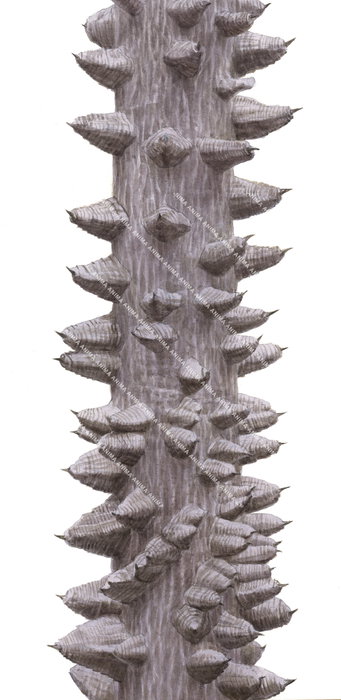 Tree from Mozambique detail