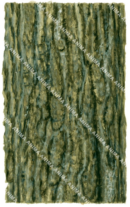 Gingko Bark