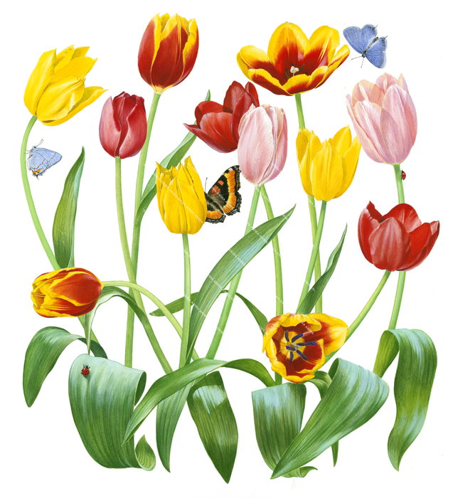 Tulips with butterflies and Ladybird,Tulipa