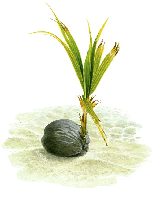 Young Coconut Palm