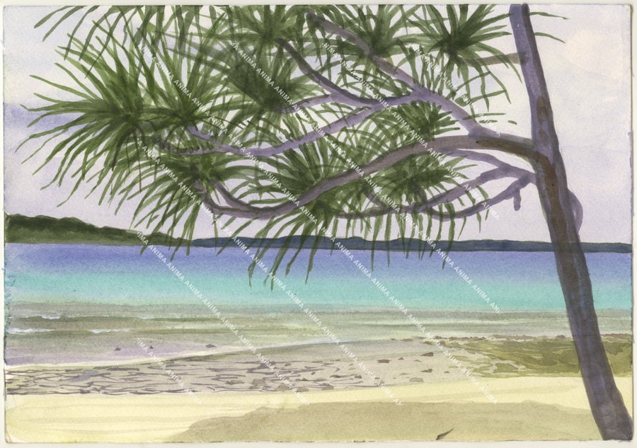 Oyster Island Sketch, Vanuatu