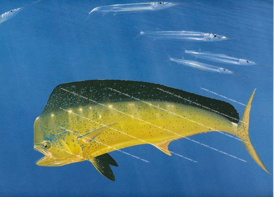 Mahi Mahi chasing Garfish