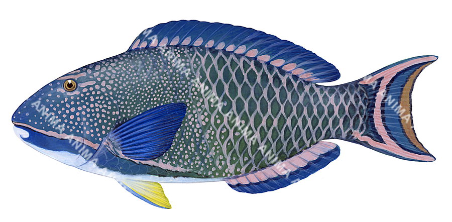 Fish illustration on white background of the Bicolour Parrotfish, side view, mainly blue, pink and green colour all over its body.