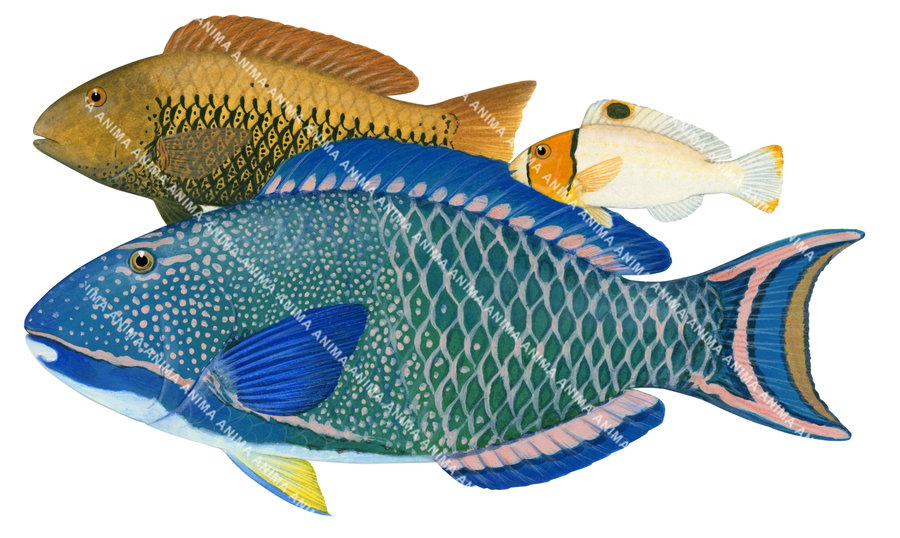 An illustration of a male, female, and juvenile Bicolour Parrotfish, with blue and green coloration, all side view.