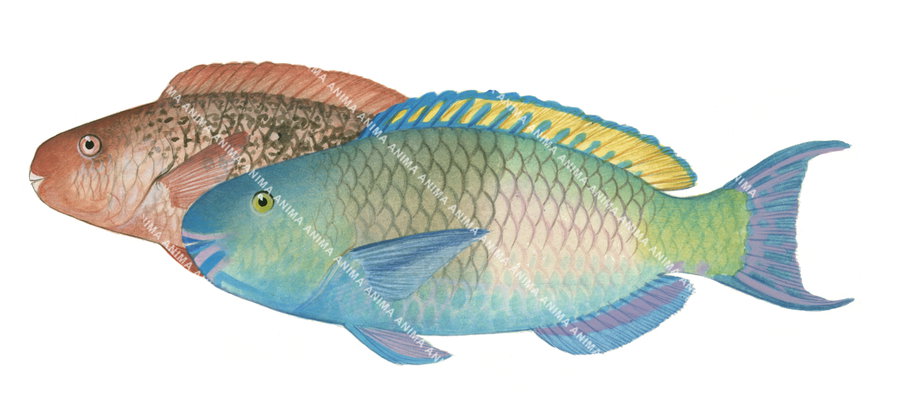 A colorful illustration of a male and female Blackvein Parrotfish, side view on white background.