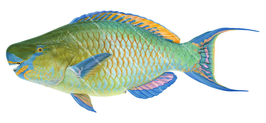 Realisticillustration of the Male Blackvein Parrotfish on white background, side view with vivid colours capturing the detailed underwater style of Roger Swainston.