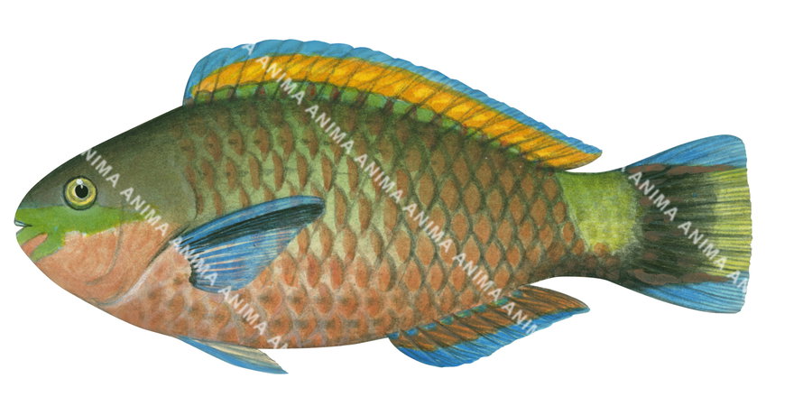 Greenblotch Parrotfish,Scarus quoyi