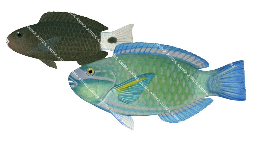 Illustration of a greenfin parrotfish, adult and juvenile on a white background, side view, the juvenile body been mostly black with a white tail and a black spot.