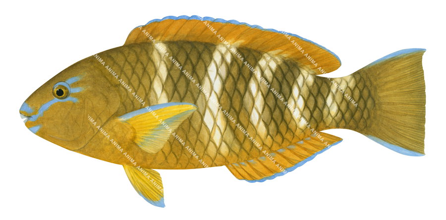 Fish illustration on white background of the female Hutchin's Parrotfish, side view, mostly lite brownish orange colour body.