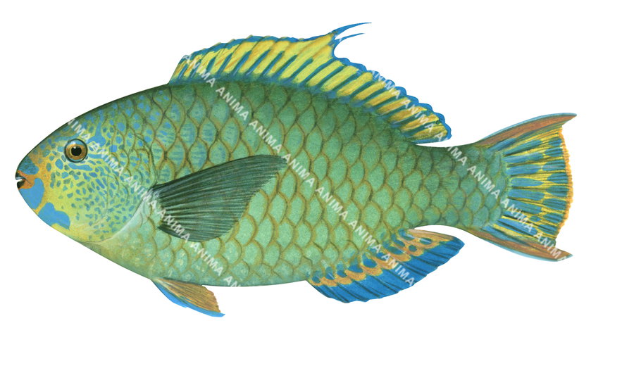 An illustration of a colourful Mini-fin Parrotfish with a blue, green, and yellow dorsal fin on white background.