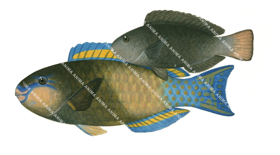 Illustration of a male and female Redtail Parrotfish, side view on white background.