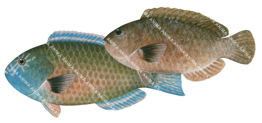 Illustration of a male and female Star-eye Parrotfish, with blue and brown coloration and detailed fins, side view.