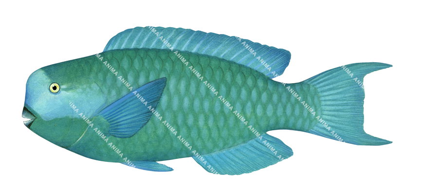 detailed fish illustration of the Steephead Parrotfish,side view on white background with a green and blue colour body and small yellow eye.