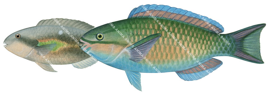 Fish illustration on white background of the Whitespot Parrotfish, female and male, side view, colourful.